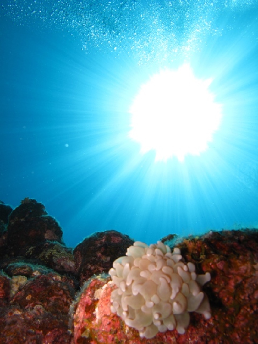 Explore Underwater Anambas